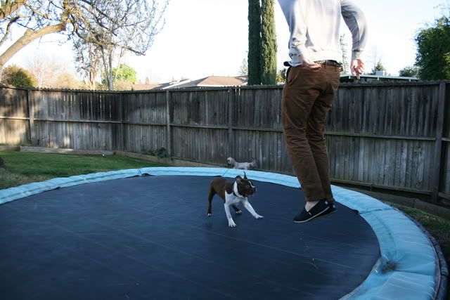 In Ground Trampoline