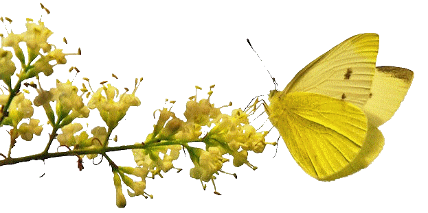 graphics-butterflies-481493.png