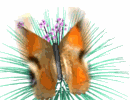 th_butterfly13.gif?t