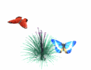 th_butterfly17.gif?t