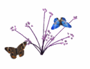 th_butterfly20.gif?t
