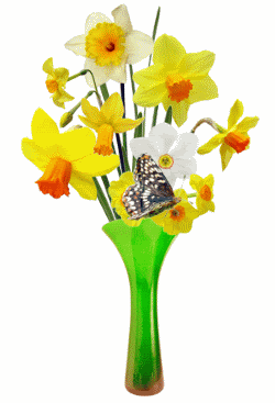 th_daffodils.gif?t=1