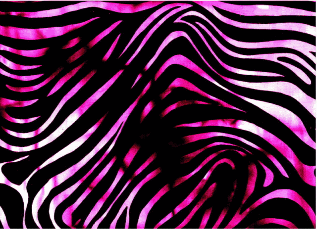 pink zebra Pictures, Images and Photos