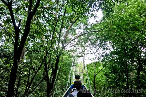 Macritchie Treetop Walk