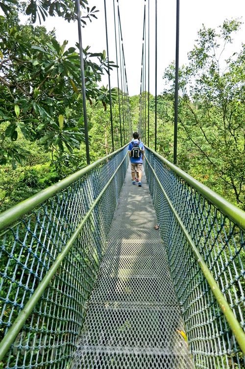 Macritchie Treetop Walk