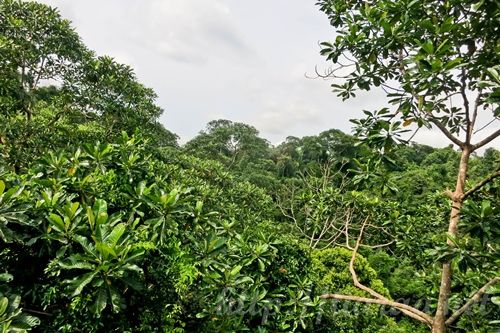 Macritchie Treetop Walk