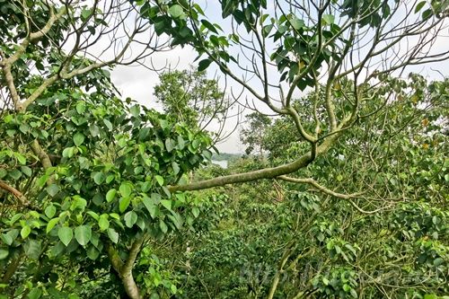 Macritchie Treetop Walk