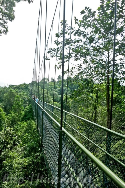 Macritchie Treetop Walk