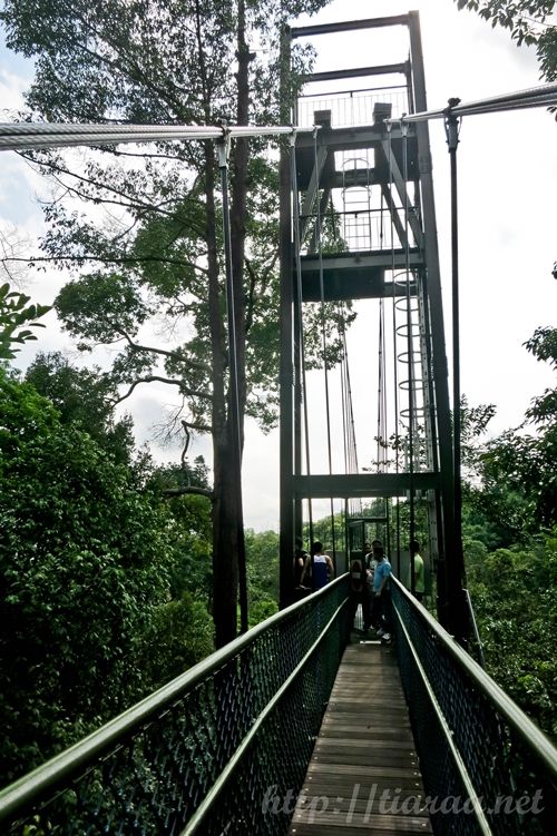 Macritchie Treetop Walk