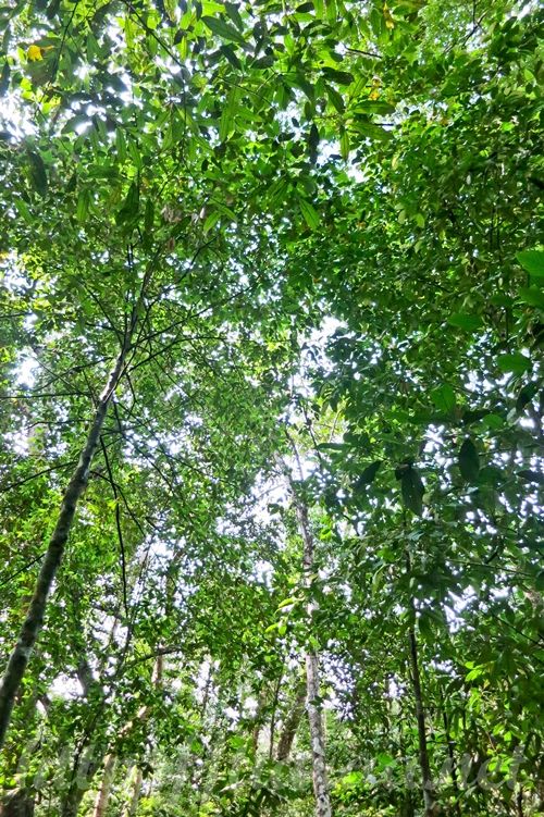 Macritchie Treetop Walk