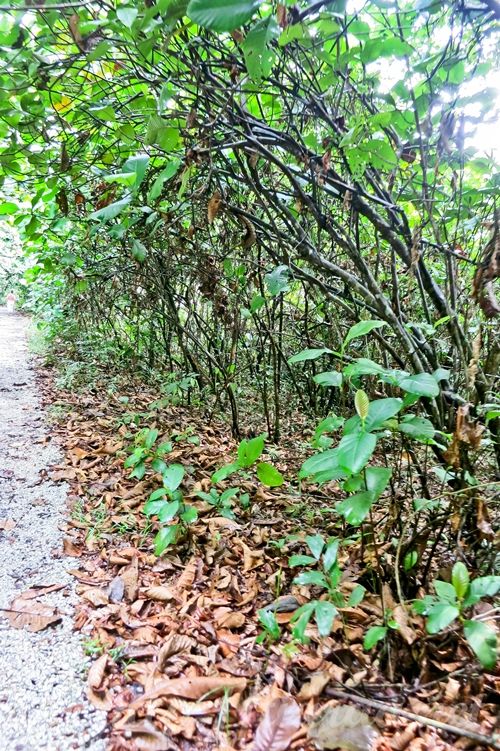 Macritchie Treetop Walk