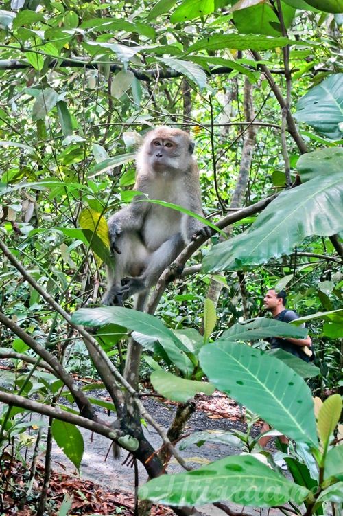 Macritchie Treetop Walk