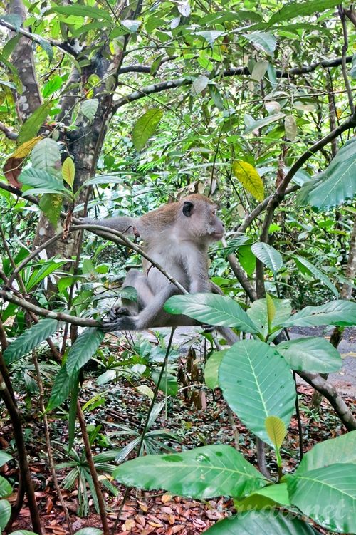 Macritchie Treetop Walk