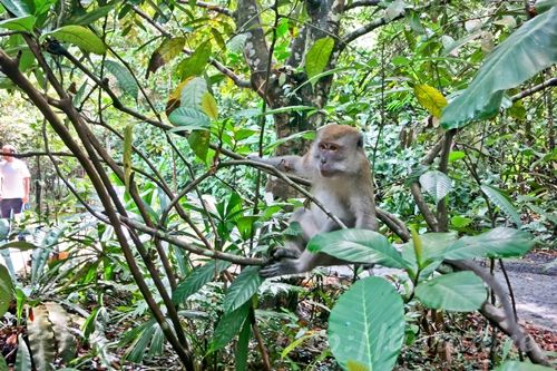 Macritchie Treetop Walk