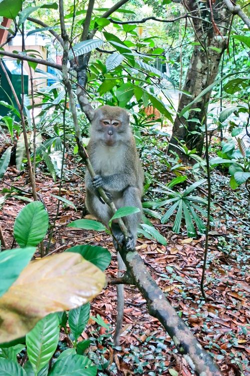 Macritchie Treetop Walk