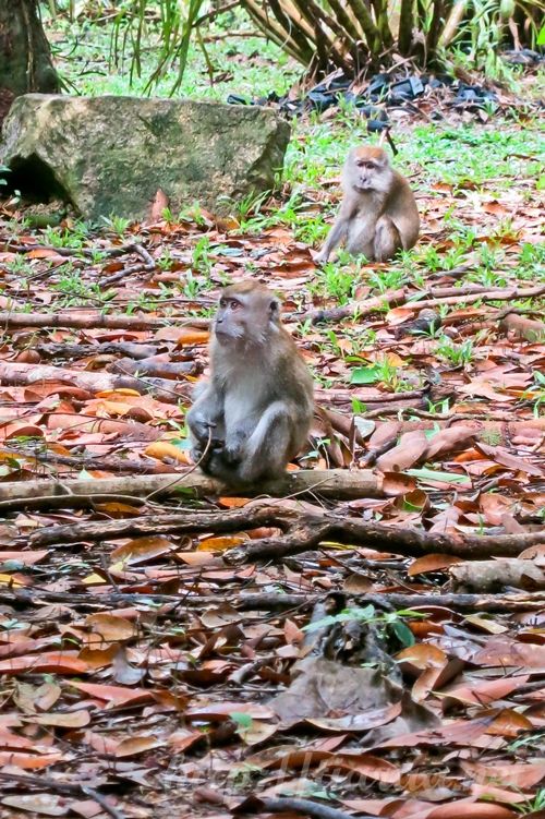 Macritchie Treetop Walk