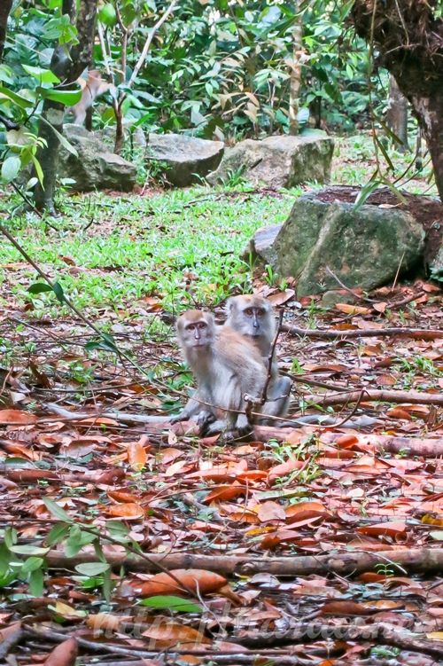 Macritchie Treetop Walk