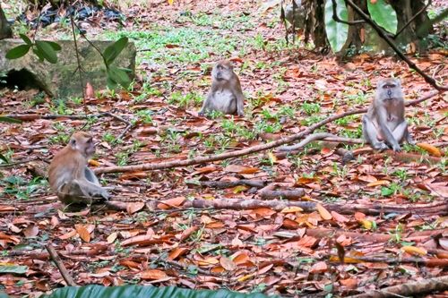 Macritchie Treetop Walk