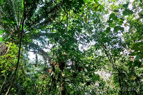 Macritchie Treetop Walk