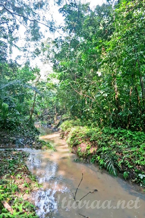 Macritchie Treetop Walk