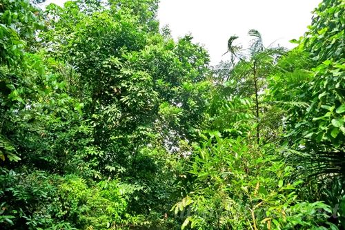 Macritchie Treetop Walk