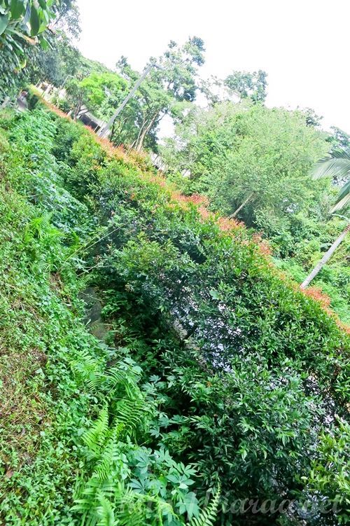 Macritchie Treetop Walk