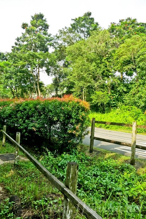 Macritchie Treetop Walk