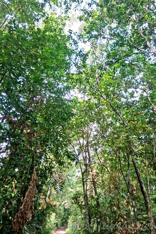 Macritchie Treetop Walk