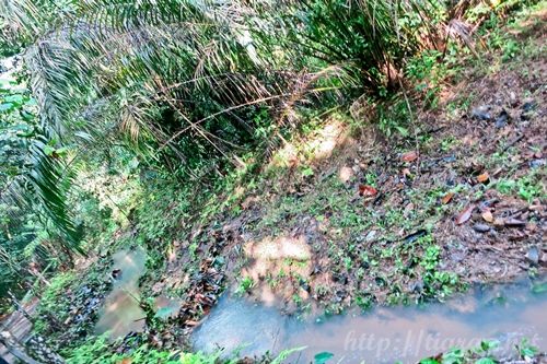 Macritchie Treetop Walk