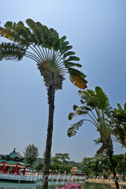 Kusu Island