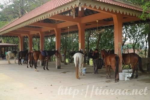 The Happy Ranch Horse Farm