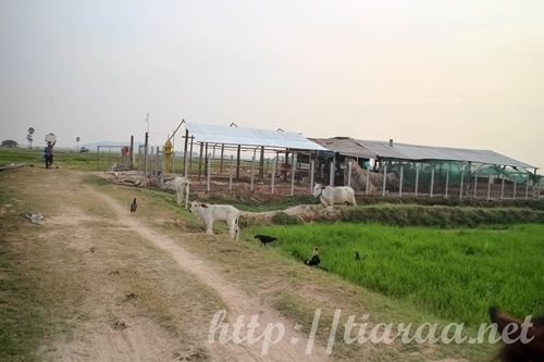 The Happy Ranch Horse Farm