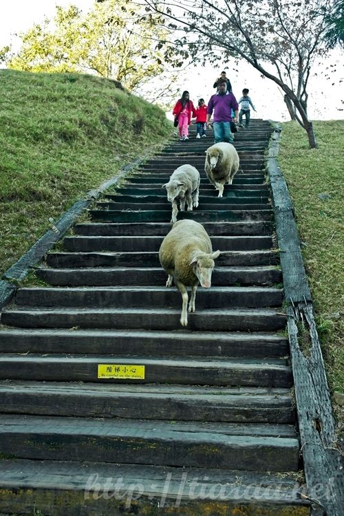 Cingjing sheep farm / 清境農場