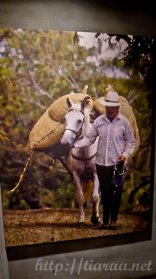 홍대 Coffee Bean Tree 200 25