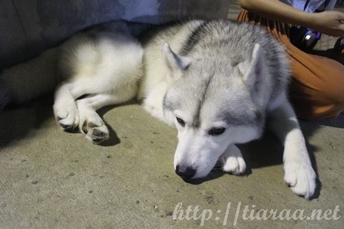 True Love Neverland Siberians Husky Cafe photo true love cafe15_zpsooe6knas.jpg