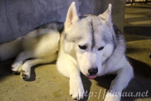 True Love Neverland Siberians Husky Cafe photo true love cafe16_zpse8nzr8kr.jpg