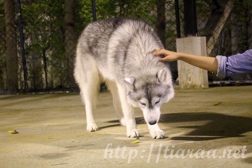 True Love Neverland Siberians Husky Cafe photo true love cafe17_zpskeih2g0k.jpg