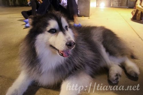 True Love Neverland Siberians Husky Cafe photo true love cafe18_zpshgxgqbse.jpg