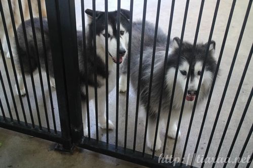 True Love Neverland Siberians Husky Cafe photo true love cafe_zpsrok8mzxk.jpg