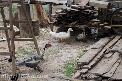 Wet Market in Chiangrai photo market CR15_zpse8qhuphy.jpg