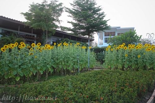 Upcountry Bungalows