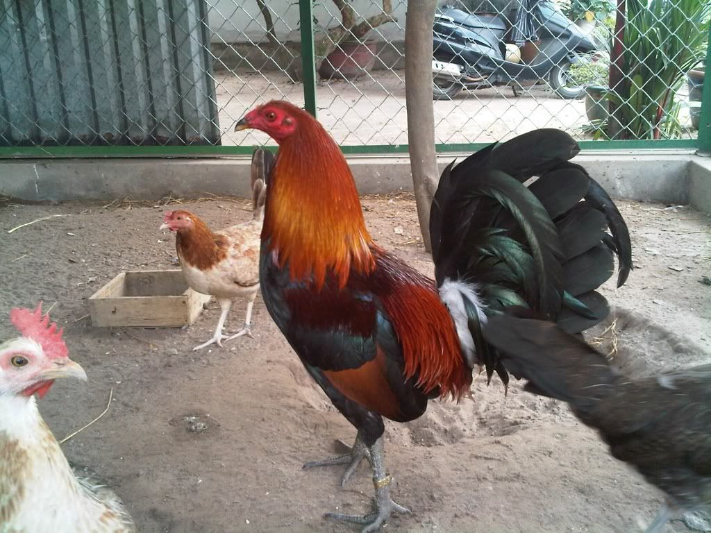 Trại Gà Mỹ Lan Anh Bến Tre Call 0915737525 Trại Gà Mỹ Lan Anh Bến Tre Call 0915737525