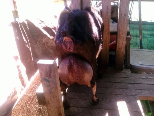 Kidding season done - Goats