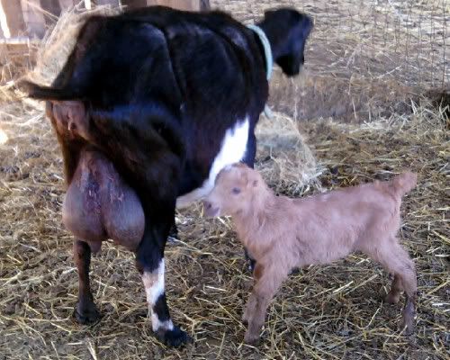 Kidding season done - Goats