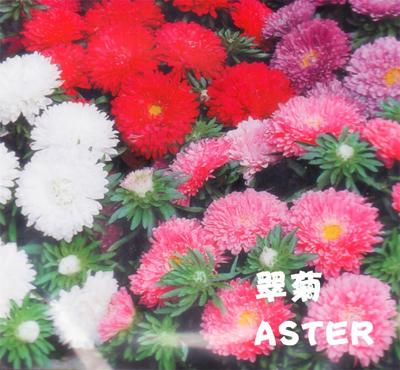 aster Pictures, Images and Photos