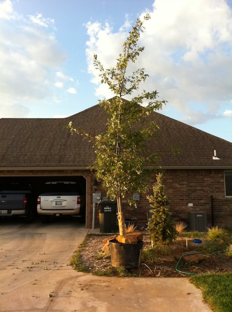 Bent Pin Oak Trunk, straighten?