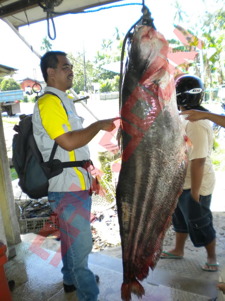 Ikan Tapah