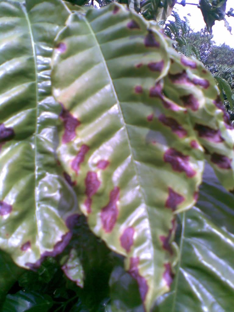 xin cho biết cách trị bệnh cây cà phê