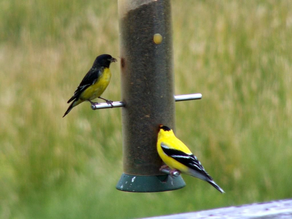 6/25/14 - Union County, OR : LESSER GOLDFINCH. photo 52cacc2_zps22185455.jpg