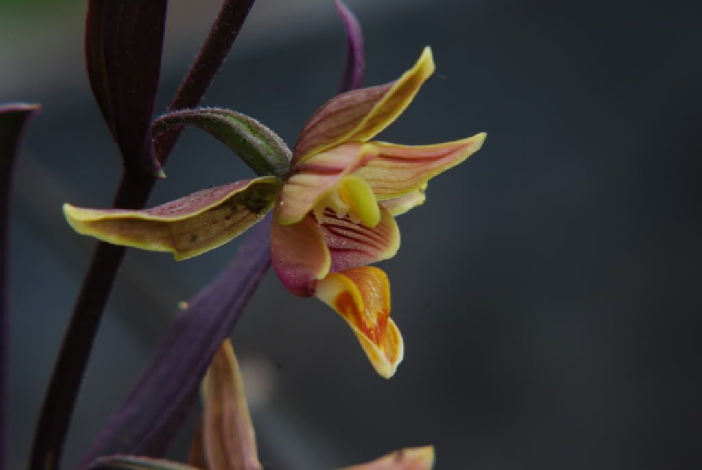 EpipactusSerpNightclose2.jpg